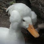 GRGNFFSRcarried's Avatar'