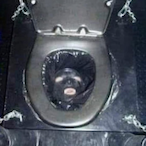 SupremeDiaper's Avatar'