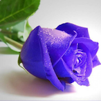 Mask_Up's Avatar'