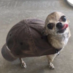 HoIyCrab.'s Avatar'