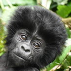 Not_Gorilla's Avatar'