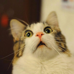 Pikachucknorris's Avatar