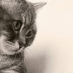 xdSupremePeg's Avatar'