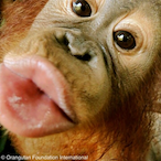 Monkeykiss-Girl's Avatar'