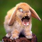 Ninusgg's Avatar'