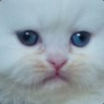 MunchkinisSweg's Avatar'
