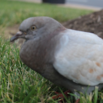 TBirdTheMostFly's Avatar'