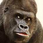 TheGaming_Ape's Avatar'