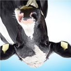 Australia_Cow's Avatar'