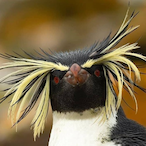 XDarkLordSithX's Avatar'