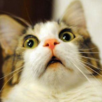 nyaaaaaaang's Avatar'