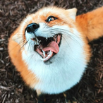 heloisacreepy's Avatar'