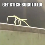 Blubsiege's Avatar'