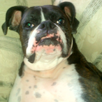 Thedoghouse's Avatar'