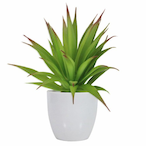 Literallyaplant's Avatar'