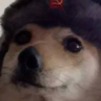 CollectivismDog's Avatar'