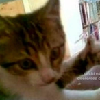 Zoejoni's Avatar'