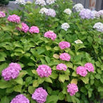 Trickorwithtry's Avatar'