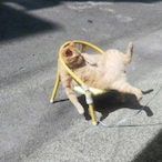 AutismLazzzyCat's Avatar'