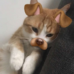 PipoChickens's Avatar'
