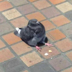 mcblurble's Avatar'