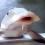 BigBallerFish's Avatar'