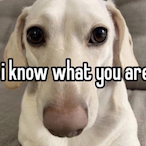 syringesnacker's Avatar'