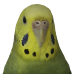 SrcRogueS's Avatar'