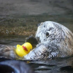 Otter._'s Avatar'