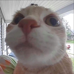 Changua_boi's Avatar'