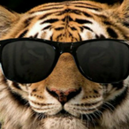 Lynx1159's Avatar'