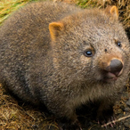 LordWombat.exe's Avatar'