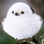 Slosds's Avatar'