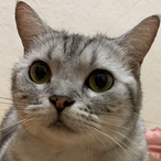 kitty-litter's Avatar'