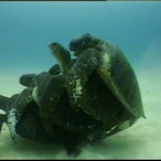 DiggleMyPiggle's Avatar'