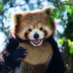 Kalawka's Avatar'