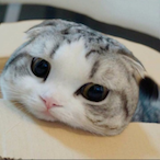 Melody_Meow's Avatar'