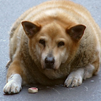 JigglyDawg's Avatar'