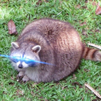 Waffenflieger's Avatar'