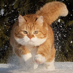 GagaPenguin's Avatar'