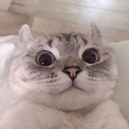 wzbshuai's Avatar'