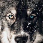 ZzDarkzZ_INV's Avatar'