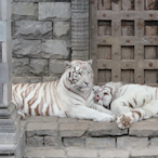 SillonduCif's Avatar'