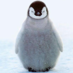 Crazy_Penguin3's Avatar'