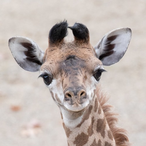 bby_giraffe's Avatar'