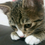 Abikyuan's Avatar'