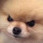Sgt_mustard's Avatar'