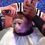 gigio60hz's Avatar'