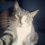 datone_AFKguy's Avatar'