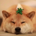 WildChariot's Avatar'